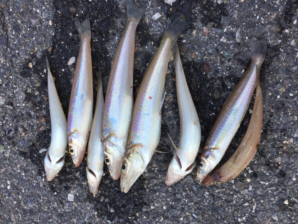 キス釣り