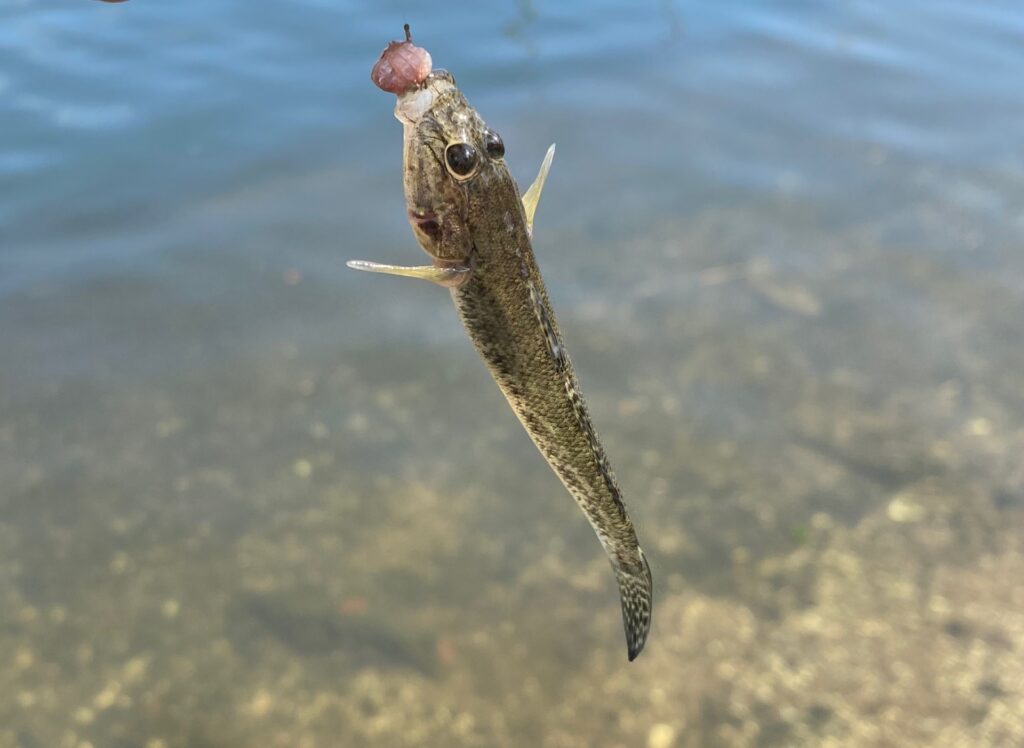 ハゼ釣り